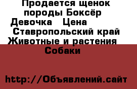 Продается щенок породы“Боксёр “.Девочка › Цена ­ 3 000 - Ставропольский край Животные и растения » Собаки   